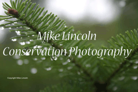 Logo-mikephotolincoln-com.gif