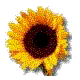 Logo-ncgreenparty-org.gif