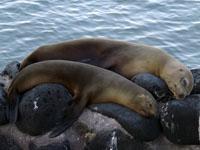 galapagos-wildlife-sealions.jpg