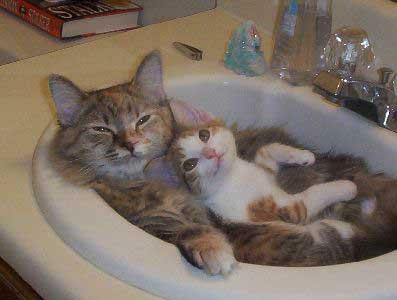 cats-kitten-sink.jpg
