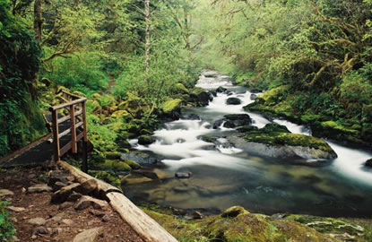 Sweet Creek Falls by Carla Hervert.jpg