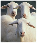 Logo-animalgenome-org.jpg