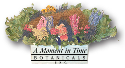 Logo-momentintime-com.jpg