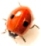 Logo-mortgagebug-co-uk.jpg