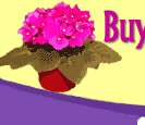 Logo-buyafricanviolets-com.gif