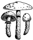 Logo-pilzbriefe-de.gif