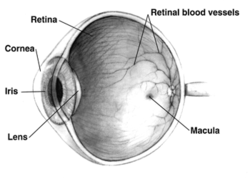 250px-Human eye cross-sectional view grayscale.png