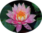 Logo-spiritualawarenessnetwork-org.jpg