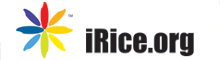 Logo-irice-org.gif