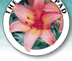 Logo-lilypadbulbs-com.gif