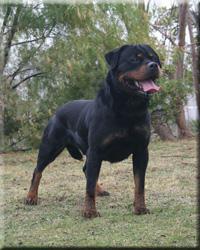 File:Unkasvhneubrand.jpg