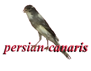 Logo-persian-canaris-com.gif