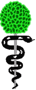 Logo-ursula-adamski-de.gif