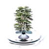 Logo-itiape-fr.jpg