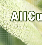 Logo-allcures-info.jpg