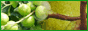 Logo-cnfruit-com.gif
