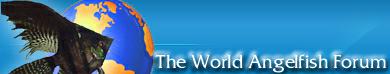 Logo-angelfishkisses-com.jpg