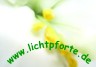 Logo-lichtpforte-de.jpg