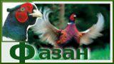Logo-huntingukraine-com.jpg