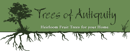 File:Logo-treesofantiquity-com.gif