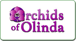 Logo-orchidsofolinda-com.gif