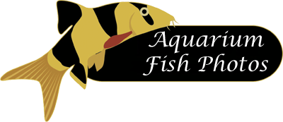 Logo-aquariumfishphotos-com.png