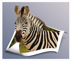 Logo-zebragrafix-com.jpg
