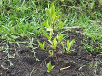 galapagos-island-reforestation.jpg