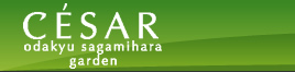 Logo-cesar-odasaga-com.jpg