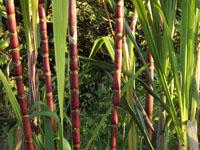organic-sugarcane-galapagos.jpg