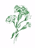 Logo-dianthus-co-uk.jpg