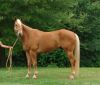 horse1.jpg