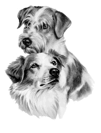 Logo-kromfohrlaender-com.gif