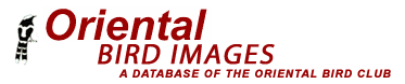 Logo-orientalbirdimages-org.gif