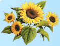 Logo-cvetinadom-ru.gif