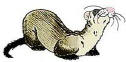 Logo-miamiferret-org.jpg