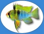 Logo-ramirezi-com.jpg