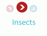 Logo-yourinsectguide-com.gif