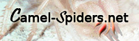 Logo-camel-spiders-net.jpg