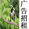 Logo-rooku-com.gif