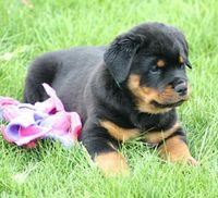 Cutepuppy2.jpg