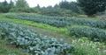 Thumbnail for version as of 17:49, 20 August 2006