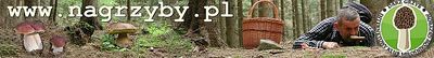 Logo-nagrzyby-pl.jpg