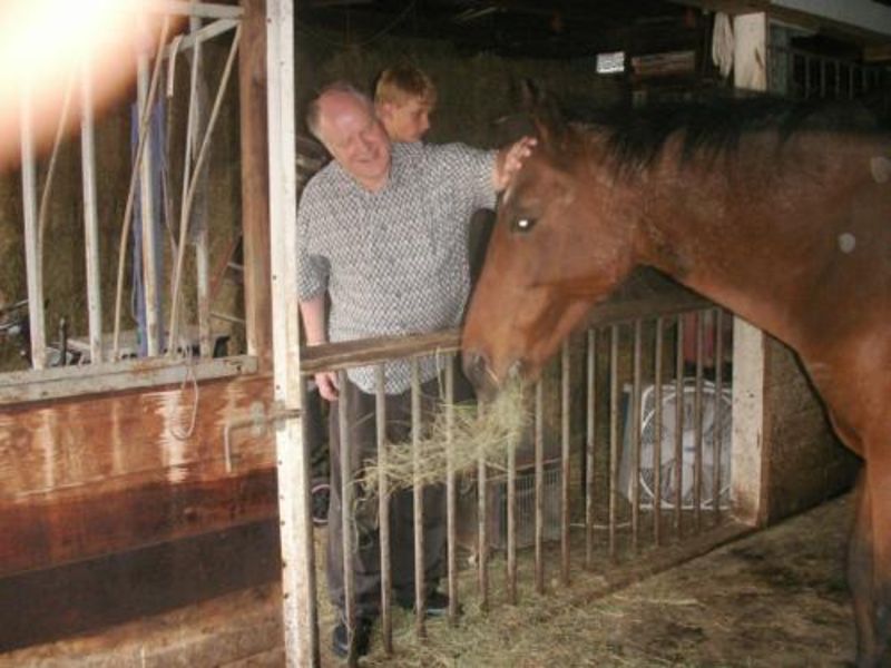 File:Orbs horse healing.jpg