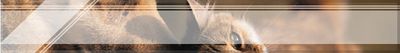 Logo-pet-health-depot-com.jpg