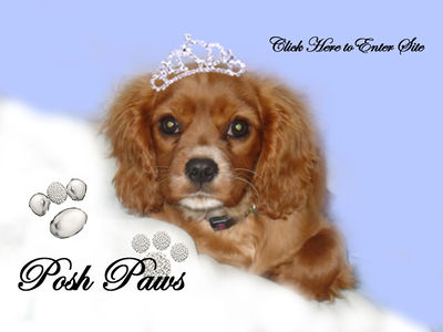 Logo-poshpaws-ie.jpg