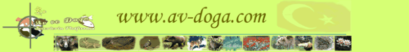 File:Logo-av-doga-com.gif
