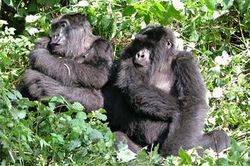 gorilla-trekking.jpg