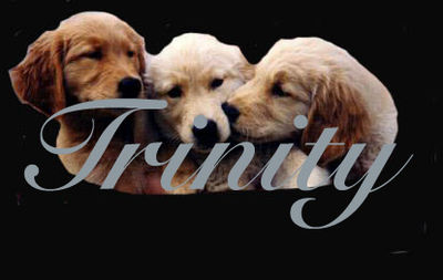 Logo-trinitygoldens-com.jpg