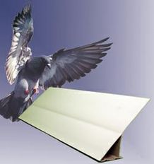 BirdSlopePR.jpg